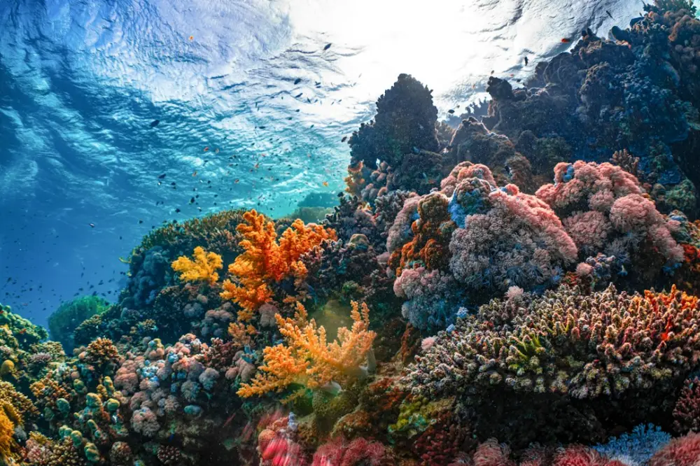 An underwater view of a colorful coral reef, illustrating marine biodiversity and ecosystem pressures